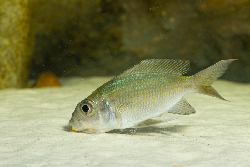 Ophthalmotilapia ventralis 'Kafyoko Point'